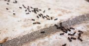 Najlepsze technologiczne rozwiązania tworzy natura? Zobacz, czego uczą nas mrówki i pszczoły