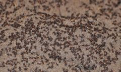 Templewo w woj. lubuskim. Mrówki kanibale w atomowym bunkrze