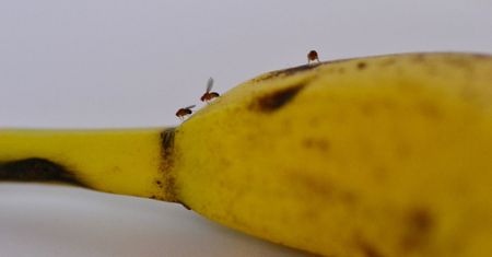 Weź przyprawę a uciążliwy problem z kuchni zniknie. Muszki owocówki nienawidzą tego zapachu