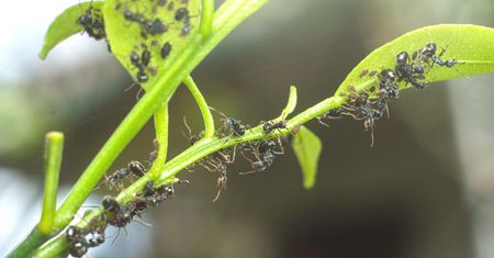 Rozsyp jego ziarna w ogrodzie. Po kilku dniach mrówki już się nie pokażą