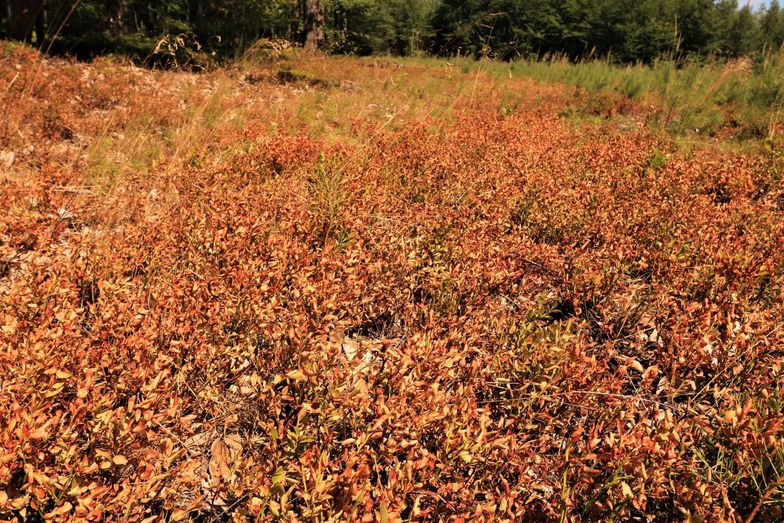 Wysuszone borówki w jednym z lasów z regionu Nadleśnictwa Oława. Obrazują problem suszy