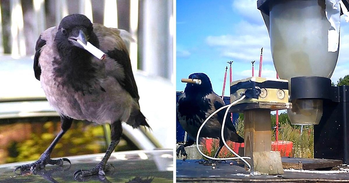 In Sweden, Crows Are Trained to Clean Up The Streets of Cigarettes Butts