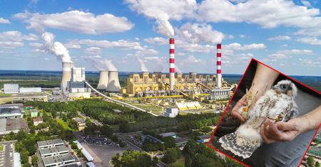 Elektrownia Bełchatów z nietypową hodowlą. Zapewni dom rodzinie wędrownych sokołów