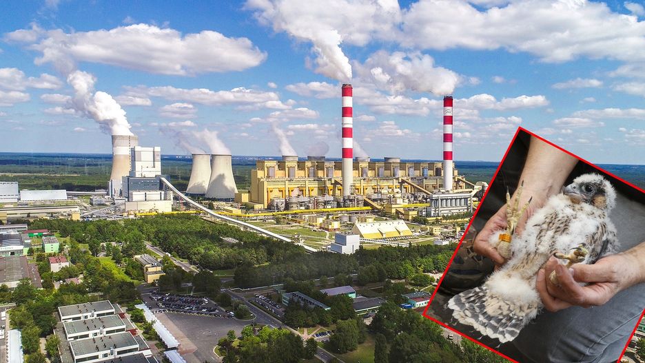 W Elektrowni Bełchatów zadomowiły się sokoły wędrowne.