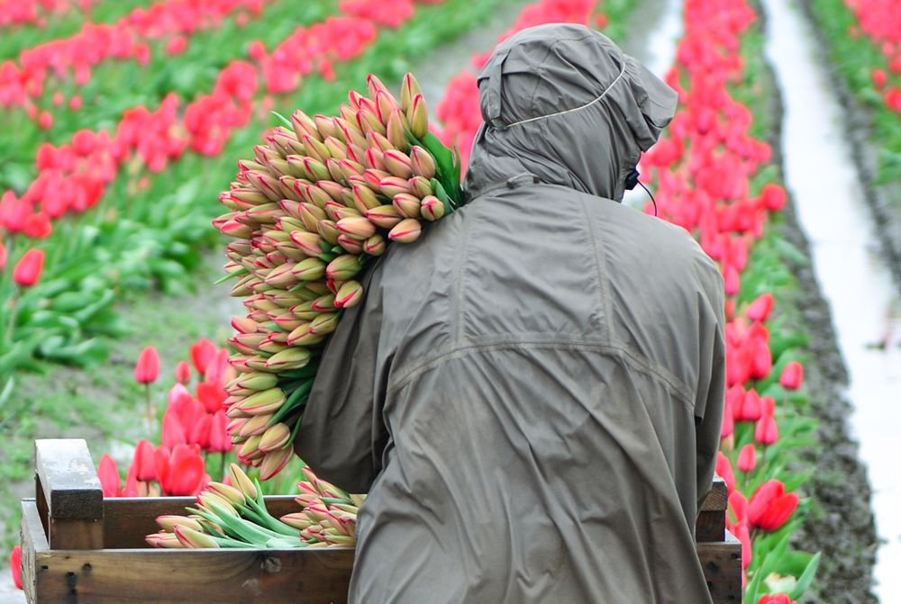 Dzień Kobiet. Tulipany w hurcie po 50 gr, ale w dyskontach niewiele drożej