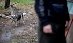 Psy zagryzły niepełnosprawnego. Nowe fakty