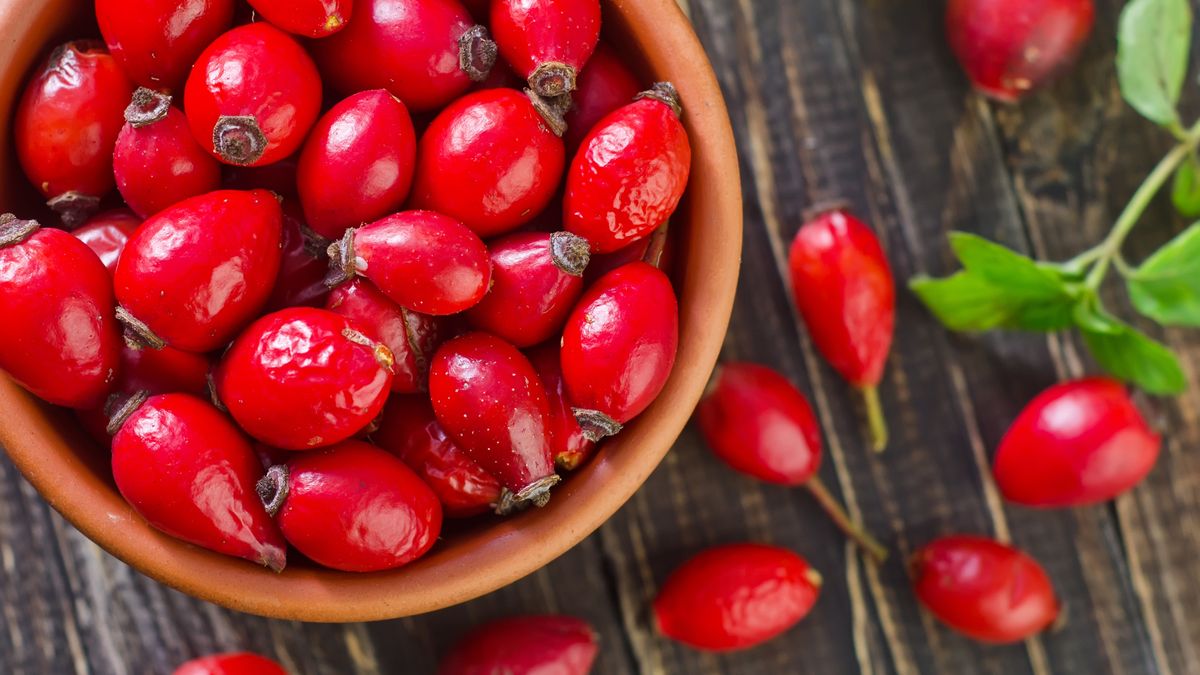 Dzika róża ceniona jest w ziołolecznictwie