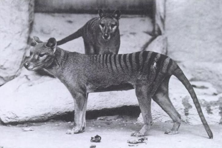 Czy tygrys tasmański przeżył wyginięcie własnego gatunku? Entuzjazm jest przedwczesny