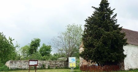 Henryków Lubański – trwa walka o życie najstarszego drzewa w Polsce