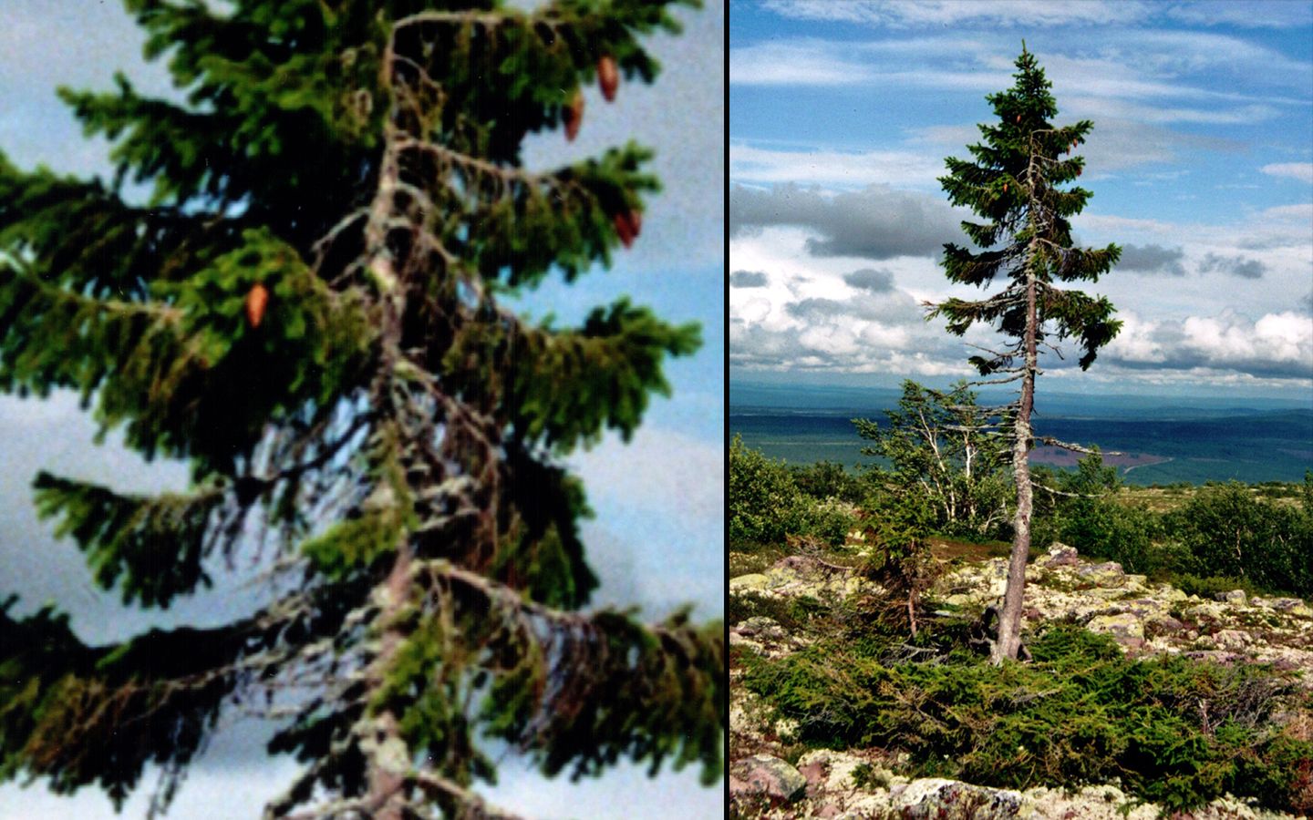 Odkryli najstarsze drzewo na świecie. Ma 9550 lat