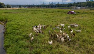 Afera z martwymi kozami. Kim jest Abdullah K.? "Gospodarstwo prowadził nielegalnie"