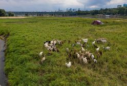 Afera z martwymi kozami. Kim jest Abdullah K.? "Gospodarstwo prowadził nielegalnie"