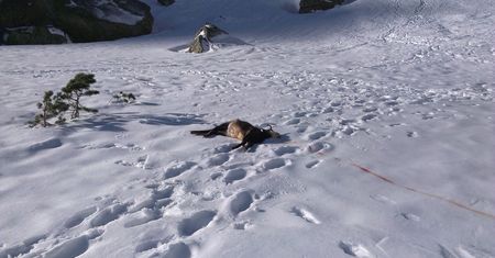 Niebezpieczne Tatry. Z powodu oblodzenia giną także zwierzęta