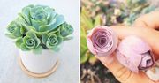 Urocze sukulenty, które wyglądają jak kwiat róży. Prezentują się pięknie cały rok!