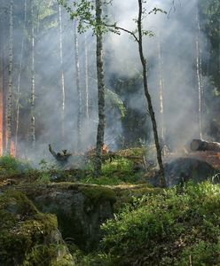 Alert straży przed weekendem. Zagrożenie w lasach całej Polski