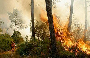 Miliard euro strat w wyniku pożarów w Portugalii