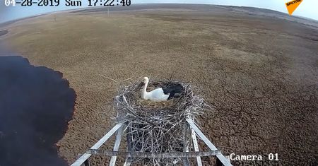 Pożar z perspektywy ptaka. Nie opuścił gniazda mimo niebezpieczeństwa