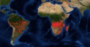 Pożary w Afryce. Nie tylko Amazonia stoi w ogniu - płoną lasy w Kongo i Angoli