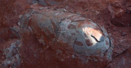 Jaja dinozaurów sprzed 130 mln lat. Odnaleziono je przypadkiem w Chinach