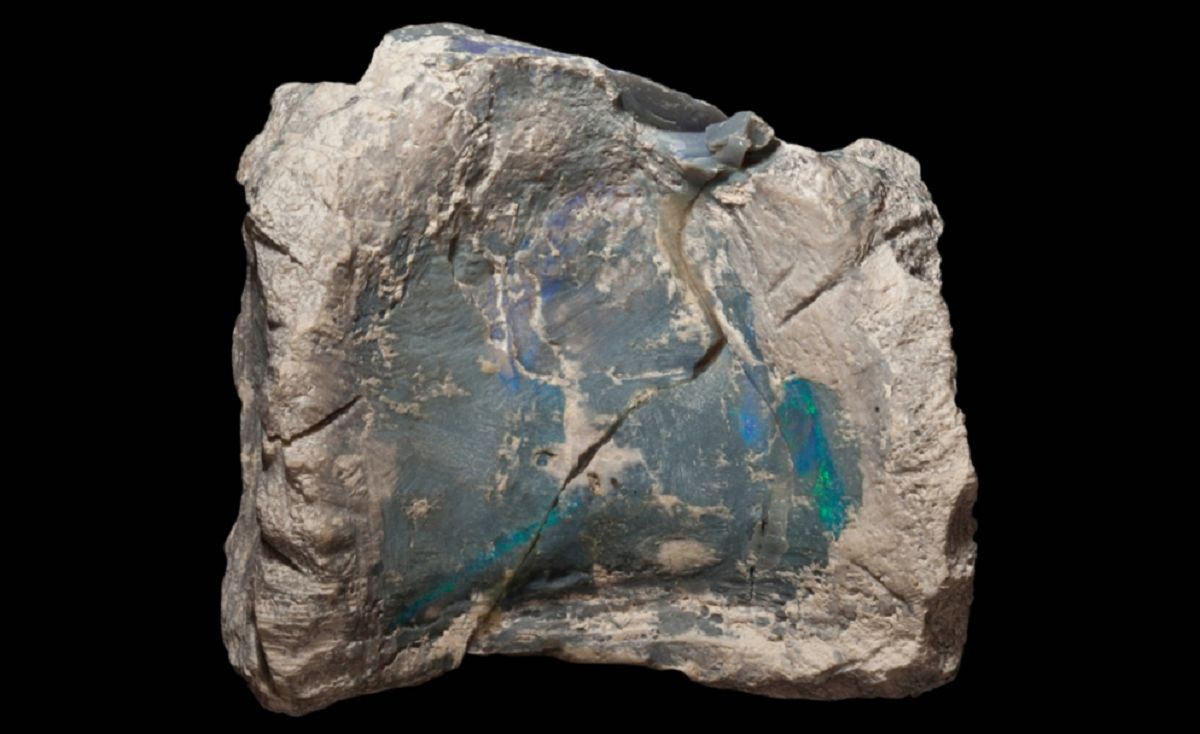 Kości nowego gatunku dinozaurów odkryte w Australii