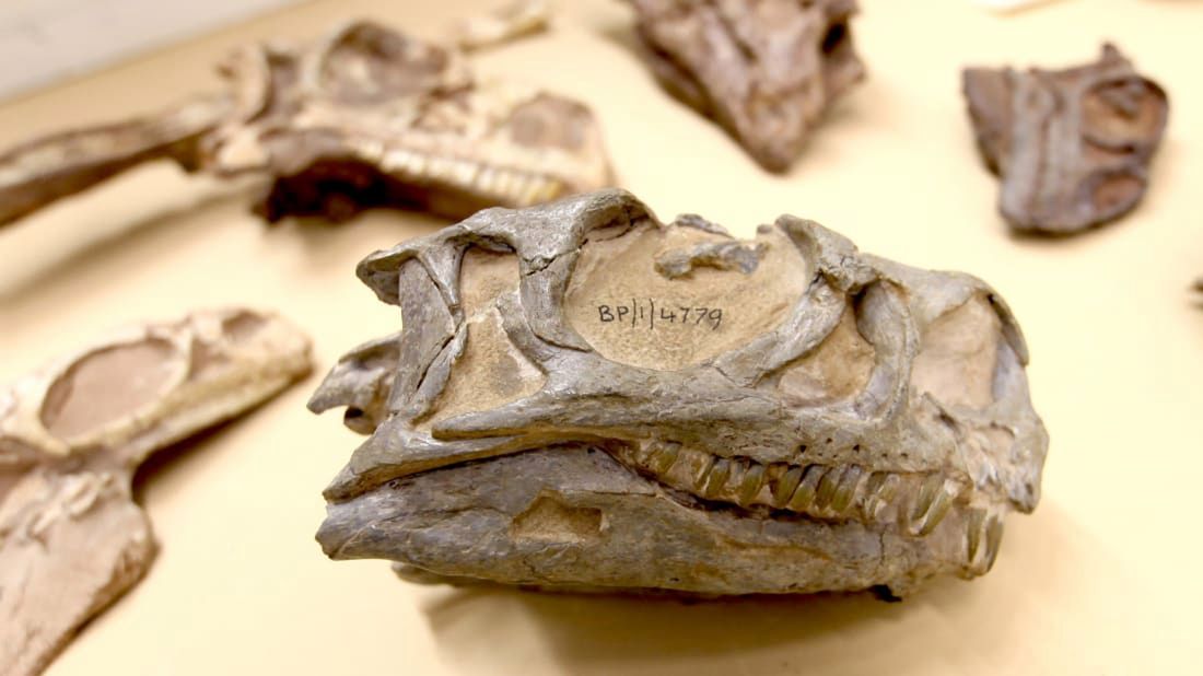 Afryka. Nowy gatunek dinozaura znaleziony… w muzeum