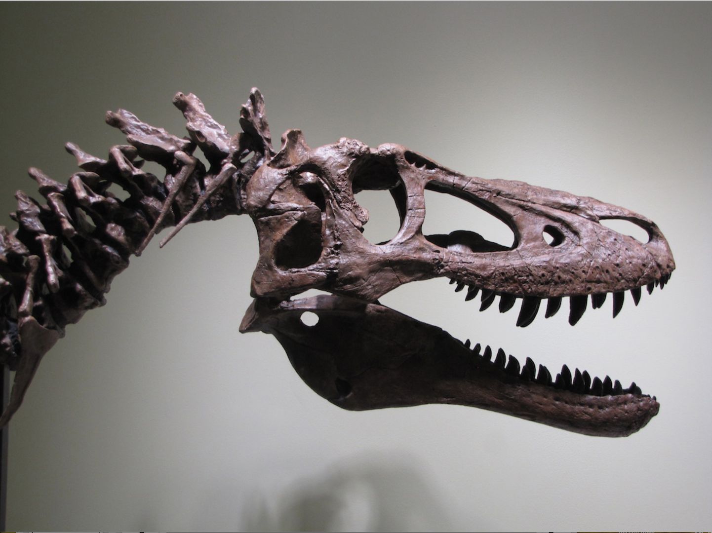 Szkielet dinozaura wystawiony na aukcje. Ma 68 mln lat