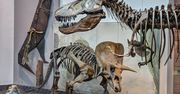 Archeolodzy odkryli szkielet nowego gatunku dinozaura