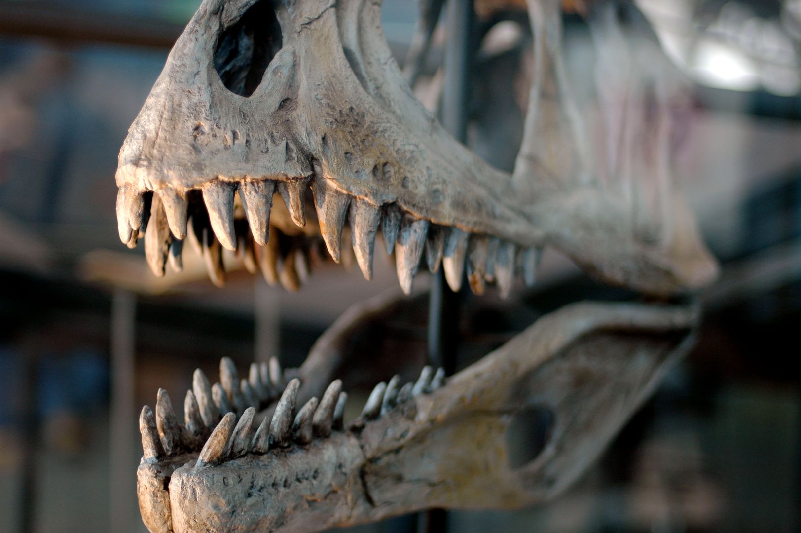 Znaleźli dinozaura, który ma co najmniej 135 mln lat!