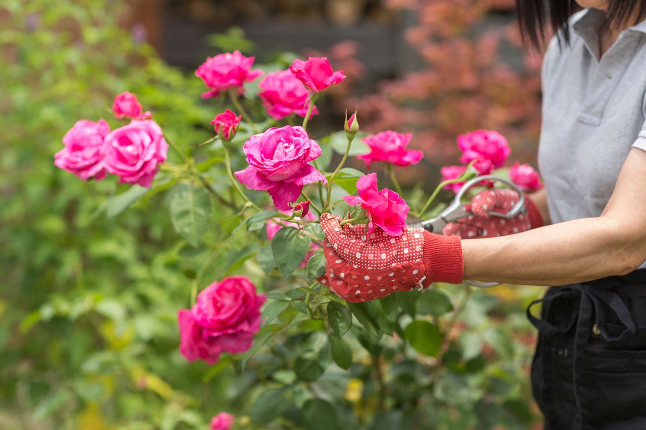Naturalny oprysk na róże, fot. gettyimages