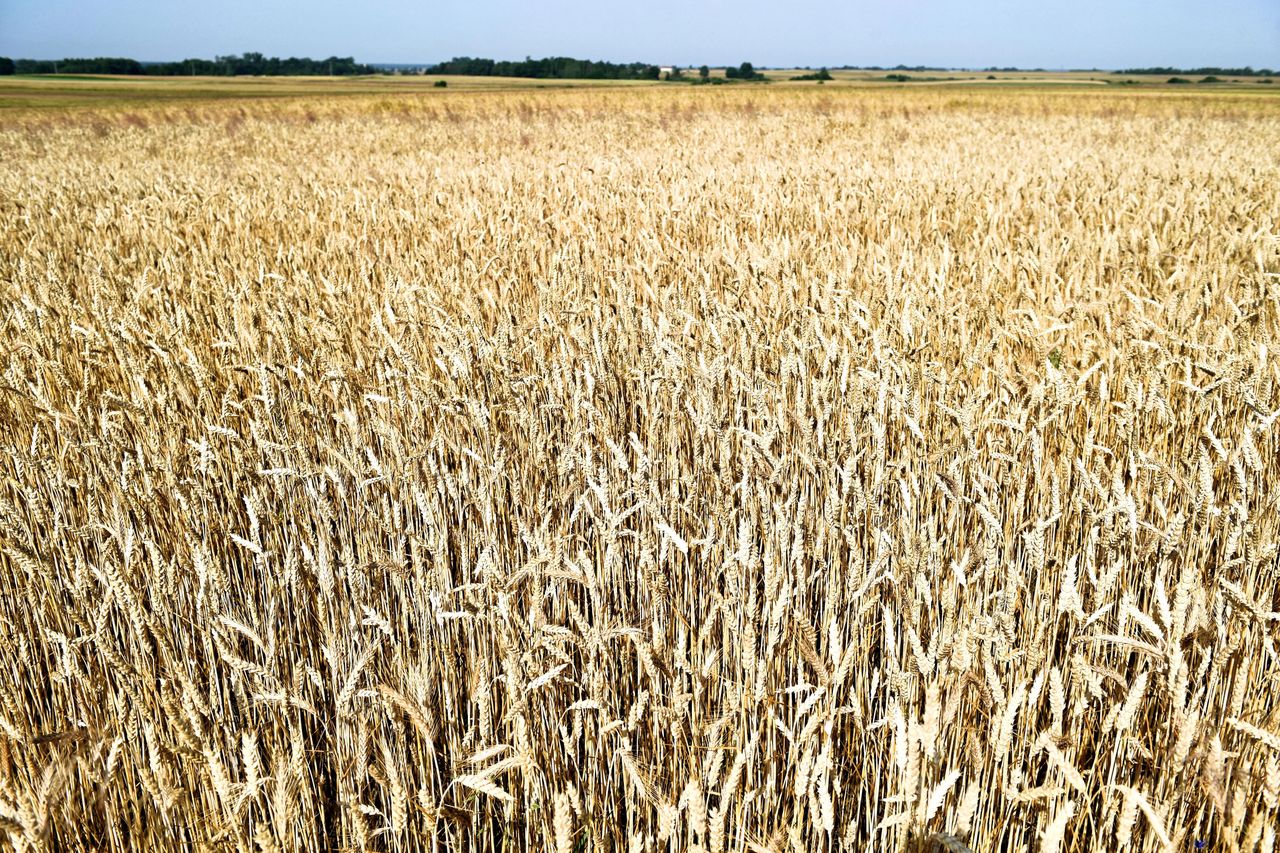 Susza w Polsce. Rolnicy apelują o tworzenie specjalnych komisji