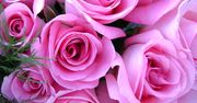 8 marca. Dzień Kobiet 2020. Jakie kwiaty kupić na Dzień Kobiet?