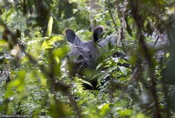 Polski oddział WWF publikuje oświadczenie. W tle eko-bojówki