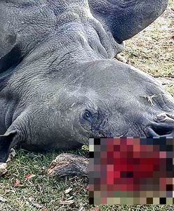 Nosorożec Bella zabity dla 1 cm rogu. Wcześniej weterynarze wycięli go, aby chronić samicę przed kłusownikami