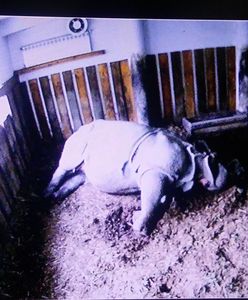 Trzeci nosorożec w warszawskim zoo. Gratulujemy Shikari i Kubie