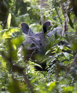 Polski oddział WWF publikuje oświadczenie. W tle eko-bojówki
