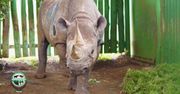 Afryka. Najstarszy nosorożec na świecie nie żyje