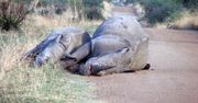 Kłusownicy zabili ciężarną samicę nosorożca i jej młode. Nie mieli litości
