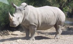 Chiny: Rogi nosorożców i kły tygrysów legalne w medycynie. "To wyrok śmierci dla zwierząt"