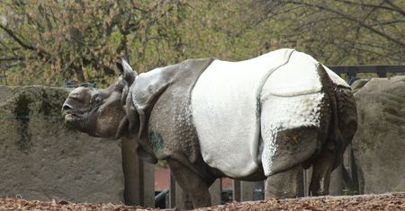 Co stało się nosorożcowi w warszawskim zoo? Wyjaśniamy