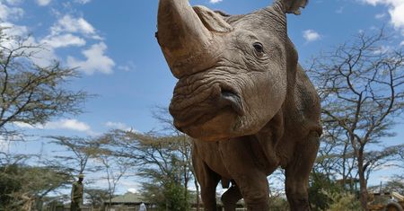 Kenia. Transport zagrożonych nosorożców skończył się ich śmiercią