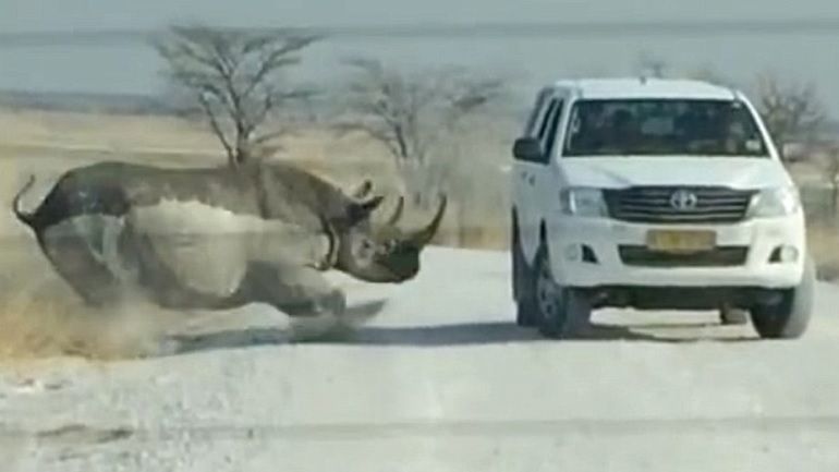 Nosorożec zaatakował samochód z turystami. Kamera wszystko nagrała