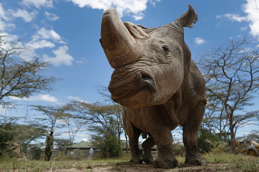 Kenia. Transport zagrożonych nosorożców skończył się ich śmiercią