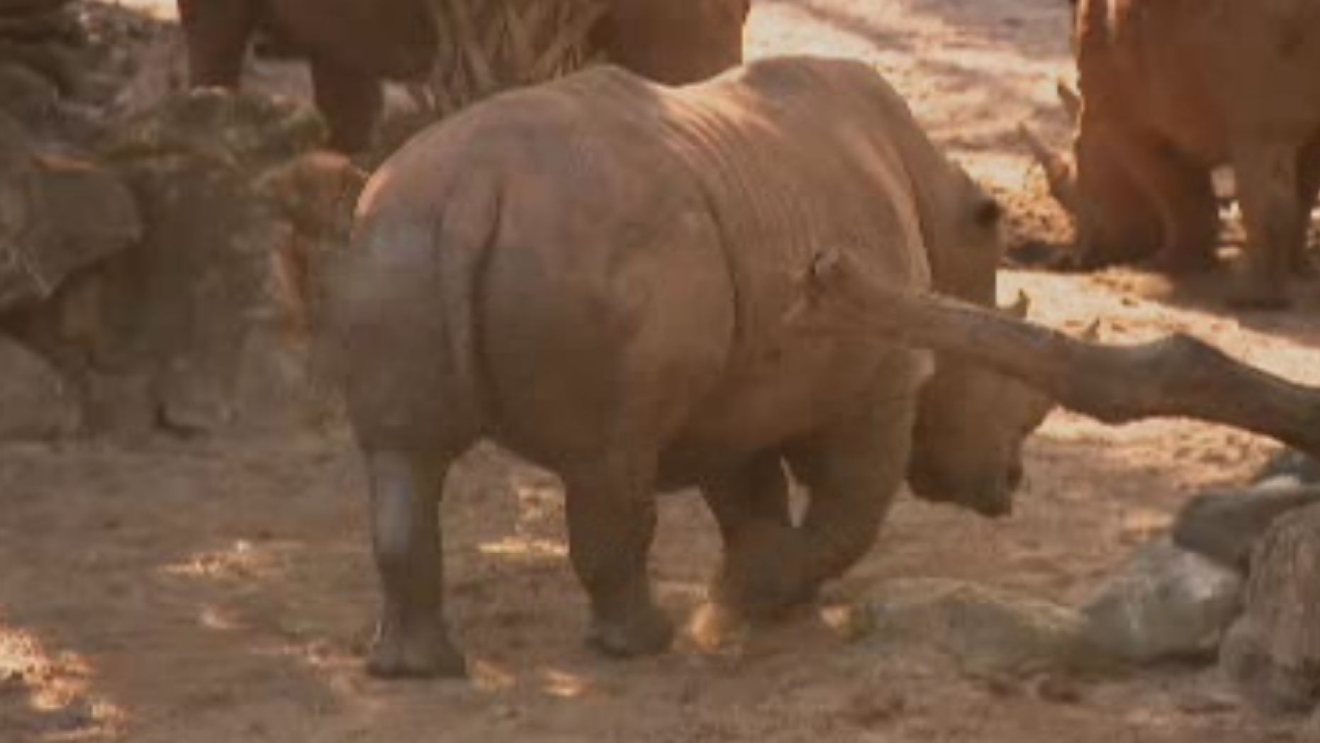 2-latka wpadła na wybieg dla nosorożców. Dramat na Florydzie
