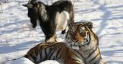 To już koniec niezwykłej przyjaźni tygrysa i kozła. Timur nie żyje