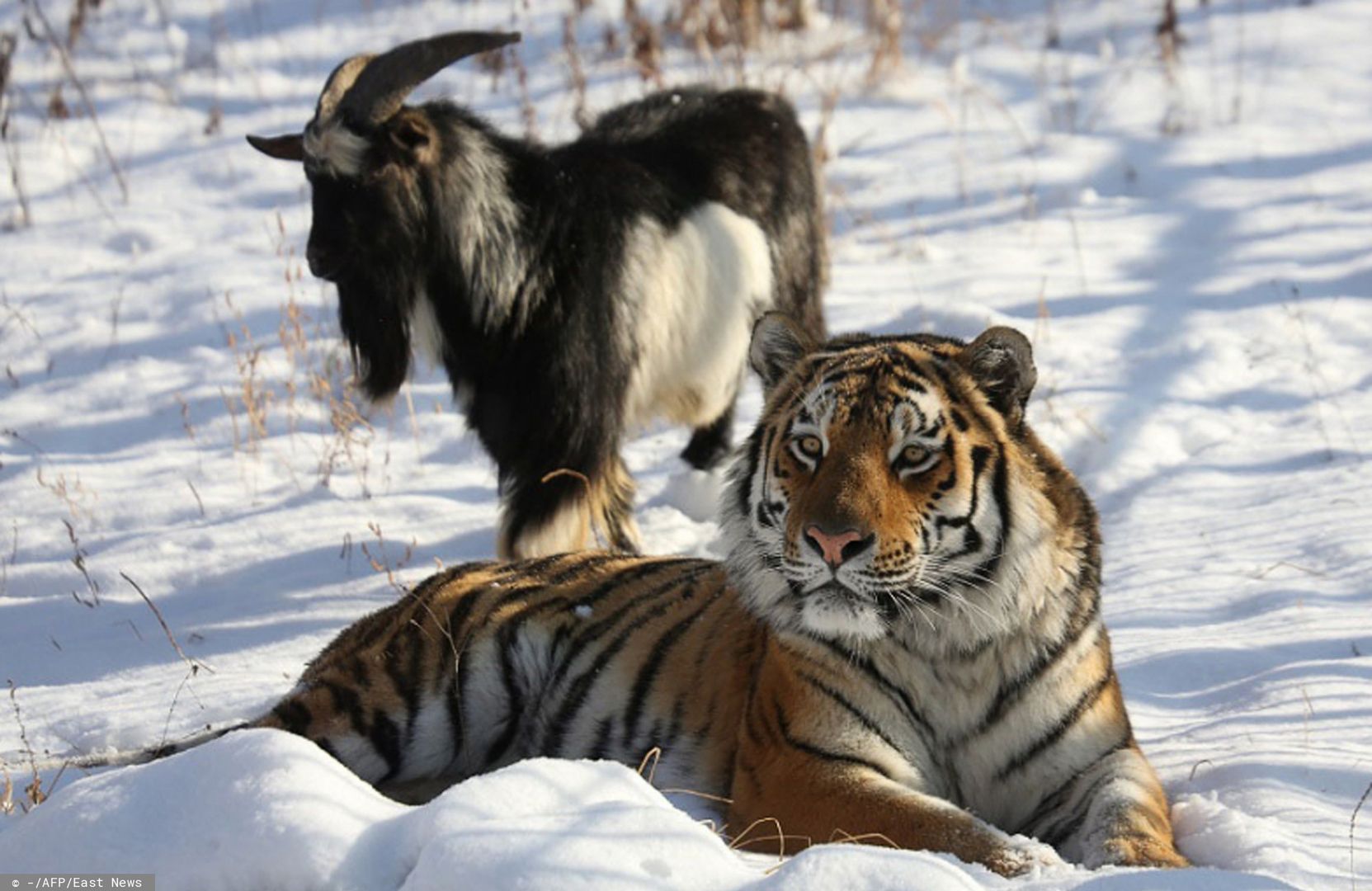 To już koniec niezwykłej przyjaźni tygrysa i kozła. Timur nie żyje