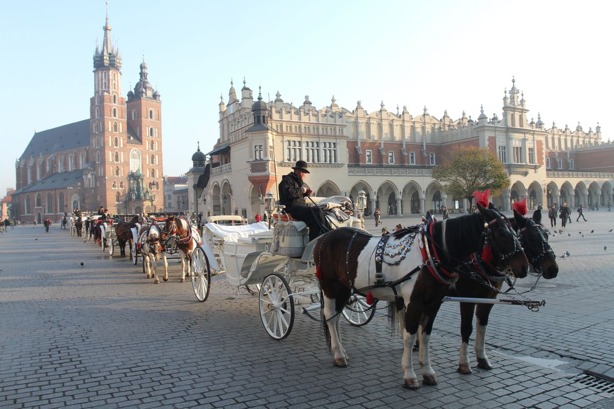 Kraków. Prokuratura podjęła decyzję w sprawie koni dorożkarskich