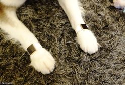 Poznań: Pies pobity na oczach małych dzieci. Mieszkańcy szukają inicjatorki zdarzenia