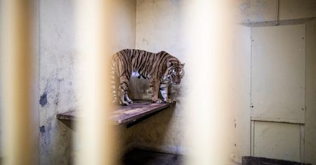 Tygrysy z poznańskiego zoo odzyskują siły. Dostały nawet imiona