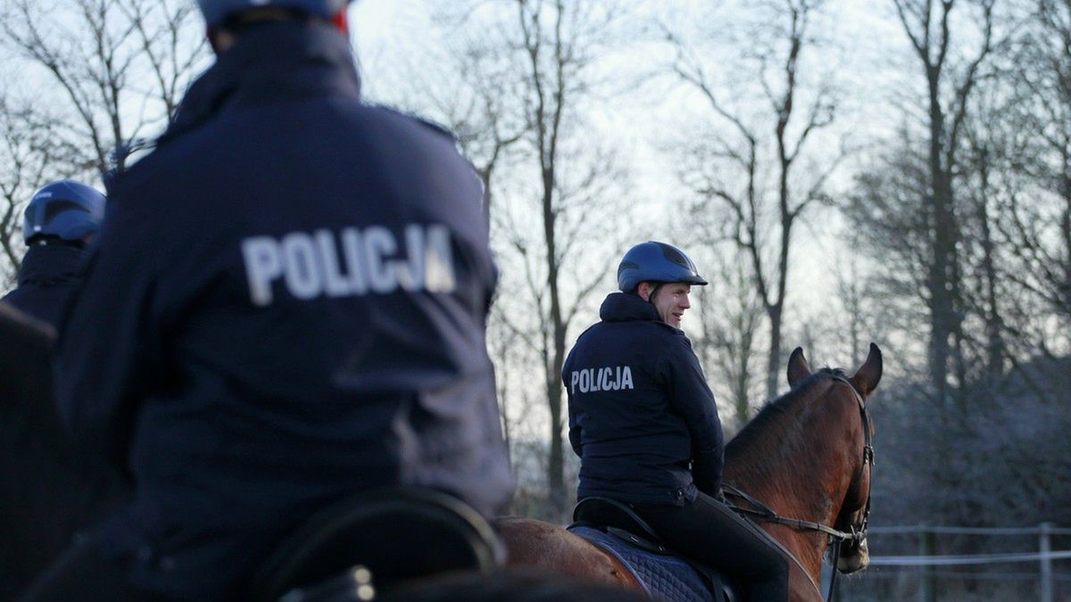 Łan dołączył do poznańskiej policyjnej stajni. "Napędza go 4 kg owsa dziennie".