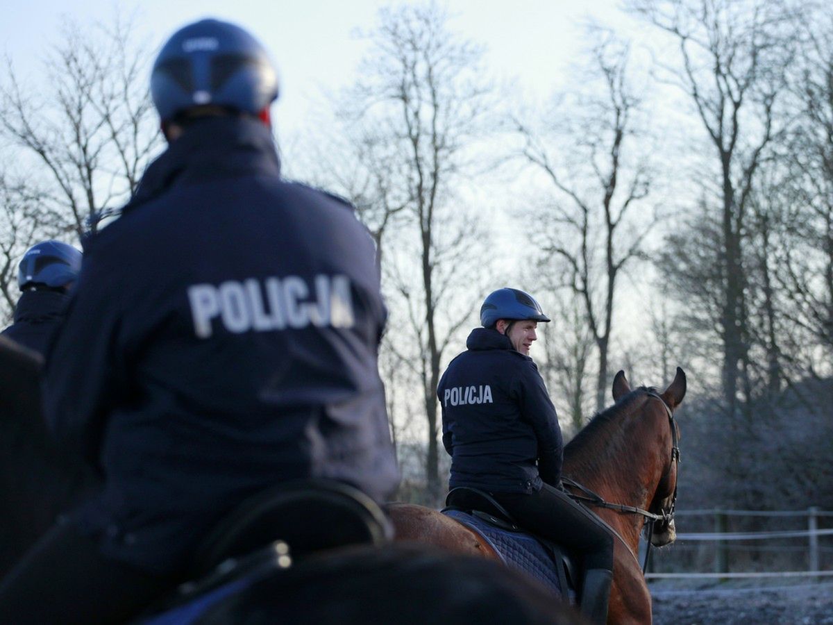 Łan dołączył do poznańskiej policyjnej stajni. "Napędza go 4 kg owsa dziennie".